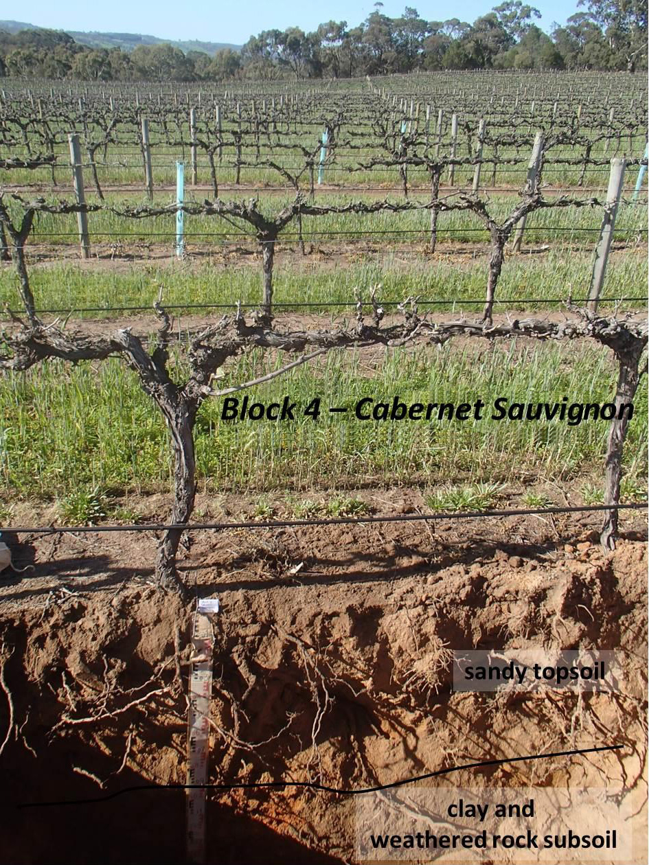 Block4-Cabernet-Sauvignon.jpg